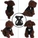 Buy Nizirioo Cat Harness & 2 Safe Cat Dishes - Stylish Black Set for Small Medium Pets - Buy Online on GoSupps.com