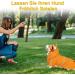 Waterproof Hundring Coat for Dogs - Adjustable Lightweight Mackintosh with Hood & Reflective Stripes | Small Medium & Large | Perfect for Outdoor Walks - Orange - Buy Online on GoSupps.com