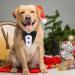 Dog Tuxedo and Bandana Set Wedding Bandana Collar with Bow Tie Adjustable Dog Tuxedo Suit Formal Dog Costumes Pet Party Tux for Small Medium Large Dogs Pets(Small: Neck 12.5 -21 ) - Buy Online on GoSupps.com