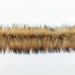 1.09Yards DIY Faux Raccoon Fur Ribbon Tapes Fluffy Trim Trimming Fabric Decoration Sewing Costume Collar Hat Accessories 7 One Size