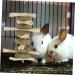 BESPORTBLE Pet Teething Treat Wooden Oral Chewing Playthings Bunny Chewing Playthings - Buy Online on GoSupps.com
