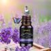 AMMIY Essential Oils Set - 6 x 10ml Pure Natural Vegan Oils for Aromatherapy, Bath, Spa, and Diffuser - Relaxing Scent with Eucalyptus, Lemon, Peppermint, Lavender, Sweet Orange, Tea Tree - 6pcs Blue Suit - Buy Online on GoSupps.com