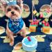 Minshuxi Dog Birthday Cake Toy - Plush Squeaky Bone & Interactive Pet Gift for Birthday Celebrations - Buy Online on GoSupps.com
