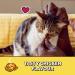TEMPTATIONS Adult Cat Treats Tasty Chicken Flavour 850g Tub - Buy Online on GoSupps.com