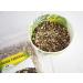 Herbal tea Dandelion ROOT 500G - Buy Online on GoSupps.com