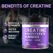 Buy Sugar Free Creatine Monohydrate Gummies 5000mg for Men & Women | Enhanced with L-Taurine Betaine Anhydrous Alpha GPC & Vitamin B12 - International Shipping Available - Buy Online on GoSupps.com