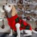 Katzinst Dog Sweaters - Cozy Christmas Fleece for Medium-Sized Dogs | Stylish Red & Green Sweater for Maltesers & Jack Russells - Buy Online on GoSupps.com