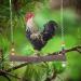Chicken Swing: Natural Wooden Toy for Medium to Large Birds - Perfect for Hens, Macaws, African Greys, and Cockatoos - Buy Online on GoSupps.com