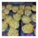Crystal Rough Natural Crystal Rough 1pcs 300-700g Natural Crystal Cluster Electroplated Yello Crystal Cluster Reiki Stone Crystal Tip House Decorative (Size : 500-600g)
