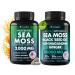 Sea Moss Bundle Wildcrafted Irish Sea Moss Capsules with Burdock Root Bladderwrack Muira Puama + Seamoss Black Seed Oil Ashwagandha & Ginger 240 Vegan Capsules