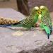 SKYGOLD Finest Millet Spray for Birds 1kg - Small Parrot & Budgie Treats Balanced & Healthy Cage & Aviary Millet for Budgies - Buy Online on GoSupps.com