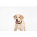 Tickless Mini Pet Gold - Safe and Effective Tick Repellent for Small Pets - Buy Online on GoSupps.com