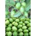 10 Guava Seeds Tasty Sweet Tropical Fruit - Buy Online on GoSupps.com