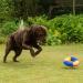 Minifeet Flying Dog Toy - Triple Green & Blue Medium Size for All Dogs - Perfect for Playful Pets & Dog Lovers - Buy Online on GoSupps.com
