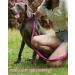 Buy PETTOM Adjustable Nylon Dog Collar - Breathable & Reflective XS Pink for Small Dogs - Buy Online on GoSupps.com
