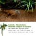 Reptile Carpet Coconut Fiber 3 Rolls Natural Reptile Carpet Terrarium Liner Bedding Reptile Substrate Mat Supplies for Bearded Dragon Leopard Gecko Iguana Lizard Snake Turtle 50*30cm/19.7" x 11.8" - Buy Online on GoSupps.com