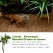 Natural Coconut Fiber Reptile Carpet - Eco-Friendly 2 Pack Bedding for Terrariums | Perfect for Bearded Dragons Leopard Geckos Iguanas & Snakes | 100x30cm / 40x12inch - Buy Online on GoSupps.com