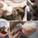 Onebarleycorn 60ml Rearing Bottle - Puppy Milk & Kitten Nursing Bottle for Dog & Cat Breeding - Buy Online on GoSupps.com