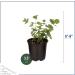 6-Pack Eucalyptus Herb: Natural Air Purifier, Aromatic & Healthy - 8 Tall x 3 Wide - Buy Online on GoSupps.com