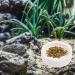 JNAWA 2 Pieces Worm Dish Mini Reptile Food Bowl White Ceramic Reptile Round Feed Bowl Ceramic Water Bowl for Geckos Frogs Lizards Chameleons - Buy Online on GoSupps.com