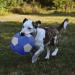 Piang Gouer Interactive Dog Football Toy - Plush Puzzle Ball for Medium & Large Dogs | 7.1in Jolly Ball - Buy Online on GoSupps.com
