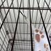 COCKSCOMB 2 Pack Pet Cage Hammock Small Animal Hammock Ferret Hammock for Caged Rats Hamsters Guinea Pigs Ferrets and Chinchillas to Play and SleepBed - Buy Online on GoSupps.com