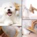 High-Quality Dog & Cat Brushes | Soft Pet Brushes for Long & Short Hair | Perfect for Knots & Undercoat - Wooden Brown Design - Buy Online on GoSupps.com