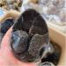 Crystal 1pcs 900-1.1kg Natural Curvature of The Furnishing Articles Turtle Grain s Ball Septarian Nodule Crystal Quartz - Buy Online on GoSupps.com