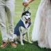 Kuoser Dog Smoking Suit & Bandana Set | Pet Formal Clothing for Weddings Halloween & Parties | Sizes S-XXL (M: 35cm) - Blue-Black - Buy Online on GoSupps.com