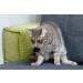 Elanox 10 Set Spielm us Cat Toys - Plastic-Free Bell Included Assorted Mix for All Cat Breeds - Buy Online on GoSupps.com