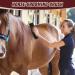 Tuofang 6-in-1 Multifunctional Horse Brush & Massage Comb for Effective Grooming - Black - Buy Online on GoSupps.com