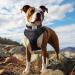 Joytale Extra Large Dog Collar - Softly Padded Neoprene Reflective Nylon Collar for XL Dogs - Black (1 Pack) - Buy Online on GoSupps.com