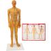High-Quality Acupuncture Point Body Model - Exquisite Craftsmanship & Practical Accessories for Training - Buy Online on GoSupps.com