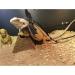 Flyan 1 Set Adjustable Lizard Leash 3 Sizes Reptile Leather Harness Bearded Dragon Rope with Cool Wings for Amphibians Chameleons Small Pet Animals - Buy Online on GoSupps.com
