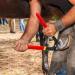 HAICN Hoof Nipper Trimmer Solid Steel Horse Hoof Hoof Nipper Heavy Duty Farrier Nippers Multifunctional Farrier Tools Veterinary Tools for Horses - Buy Online on GoSupps.com
