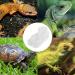NA Reptile Feeding Ledge with 10 Pcs Water Food Bowl Feeding Dish Gecko Feeder Bowls for Bearded Dragon Turtles Guana Tortoises - Buy Online on GoSupps.com