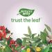 Nature's Way Chlorofresh Softgels - 90 Count | Natural Chlorophyll Supplement - Buy Online on GoSupps.com