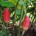 Shampoo Ginger Lily Plant Rhizomes - Red Pinecone Ginger Roots (5 Pack) - Buy Online on GoSupps.com