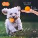 Buy Laroo Durable Natural Rubber Dog Ball - Squeaker Toy for Small & Large Dogs - 6.5cm Orange - Buy Online on GoSupps.com