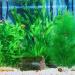 Ctpeng 3-Piece Plastic Aquarium Plants (24-32 cm) | XL Green Aquarium Decoration for Stunning Aquascapes - International Shipping Available - Buy Online on GoSupps.com