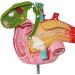 Duodenal Biliary and Pancreatic Model - Duodenal Model - Gallbladder Pathology Digestive System Model Tool Science Teaching Toy Model