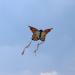 JOYIN 2 Pack Giant Butterfly Kite Set - Yellow and Blue - Easy to Fly - Large Kites for Kids and Adults - Perfect for Outdoor Games - Includes 262.5 ft Kite String - Buy Online on GoSupps.com