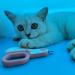 LED Small Animal Nail Clippers: Professional Claw Trimmer for Dog, Cat, Kitten, Bunny, Rabbit, Bird - Blue - Buy Online on GoSupps.com