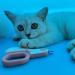 Small Animals Nail Clippers with LED Lights to Avoid Excessive Cutting and Razor Sharp Blades - Professional Claw Trimmer for Tiny Dog Cat Kitten Bunny Rabbit Bird Guinea Pigs Ferret Hamsters (Blue) - Buy Online on GoSupps.com