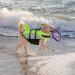 Alagirls Ripstop Shark Dog Life Jacket - Adjustable High Buoyancy Flotation Vest for Small Dogs (XS 33-43cm) - Pet Rescue Coat in Green/Gray - Buy Online on GoSupps.com