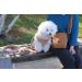 COOWONE Dogelackerli Bag - Premium Dog Walk Pocket for Treats & Training | Soft Cord with Feces Bag Dispenser for Ultimate Convenience - Buy Online on GoSupps.com