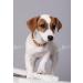 Baltic Secret Amber Necklace for Dogs & Cats - Natural Tick & Flea Protection | 24-26 cm - Buy Online on GoSupps.com