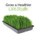 Handy Pantry Organic Wheatgrass Seeds - Premium Hard Red Wheat for Wheatgrass, Cat Grass, Food Storage & More (1/2 lb) - Buy Online on GoSupps.com