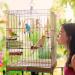Vegena 8 Set Bird Toys - Colorful Wooden Ladders & Accessories for Budgies Parrots and Cockatoos - Ideal Bird Cage Playtime - Buy Online on GoSupps.com