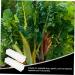 Kisangel 2pcs Square Cucumber Vegetables Vegetable Grow Forming Mould Tool Fruit Container - Buy Online on GoSupps.com